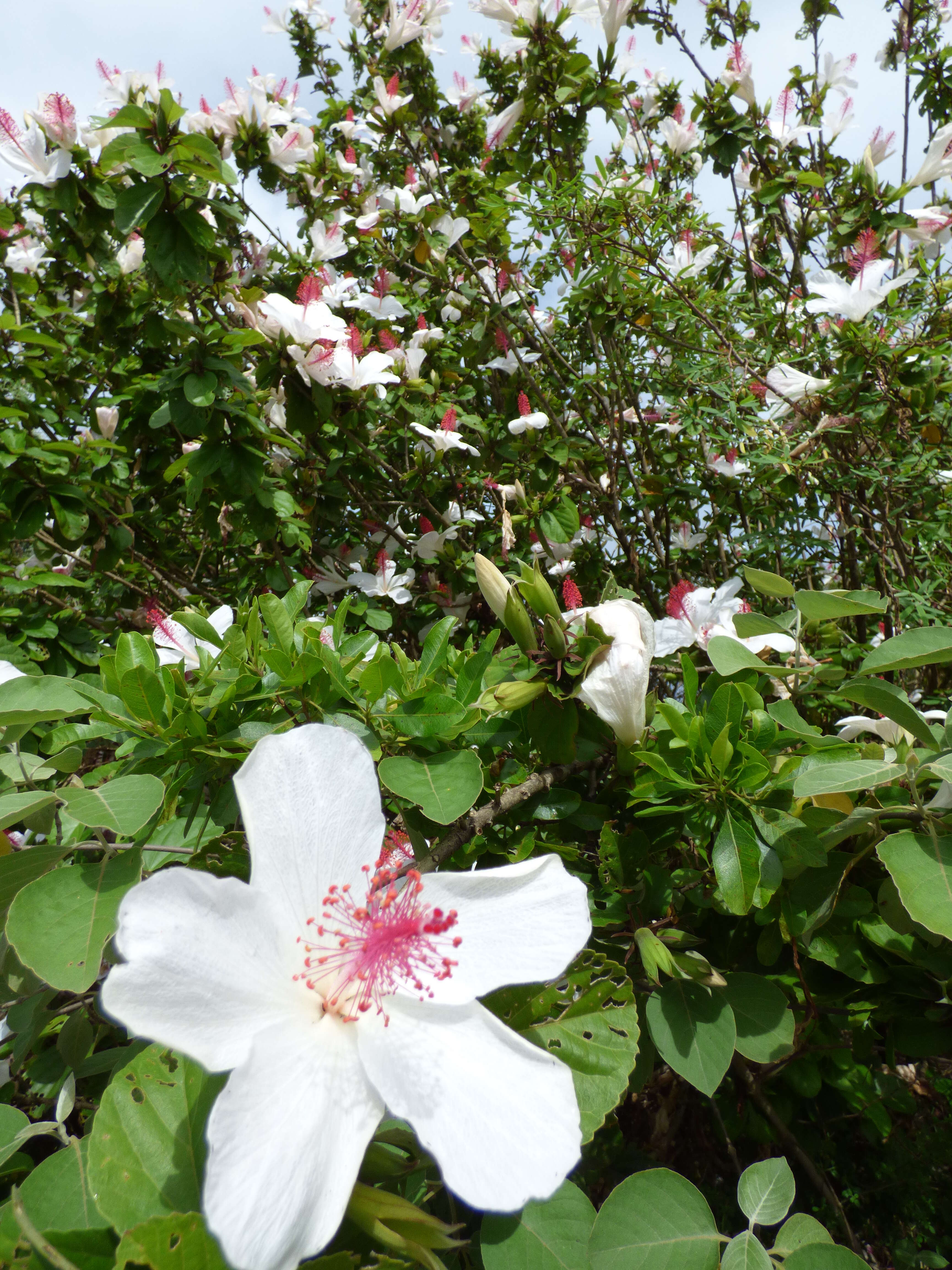 Image of white Kauai rosemallow