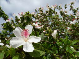 Image of white Kauai rosemallow