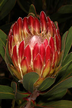 Plancia ëd Protea obtusifolia Buek ex Meissn.