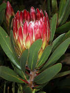 Plancia ëd Protea obtusifolia Buek ex Meissn.