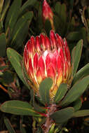 Plancia ëd Protea obtusifolia Buek ex Meissn.