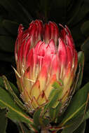 Plancia ëd Protea obtusifolia Buek ex Meissn.