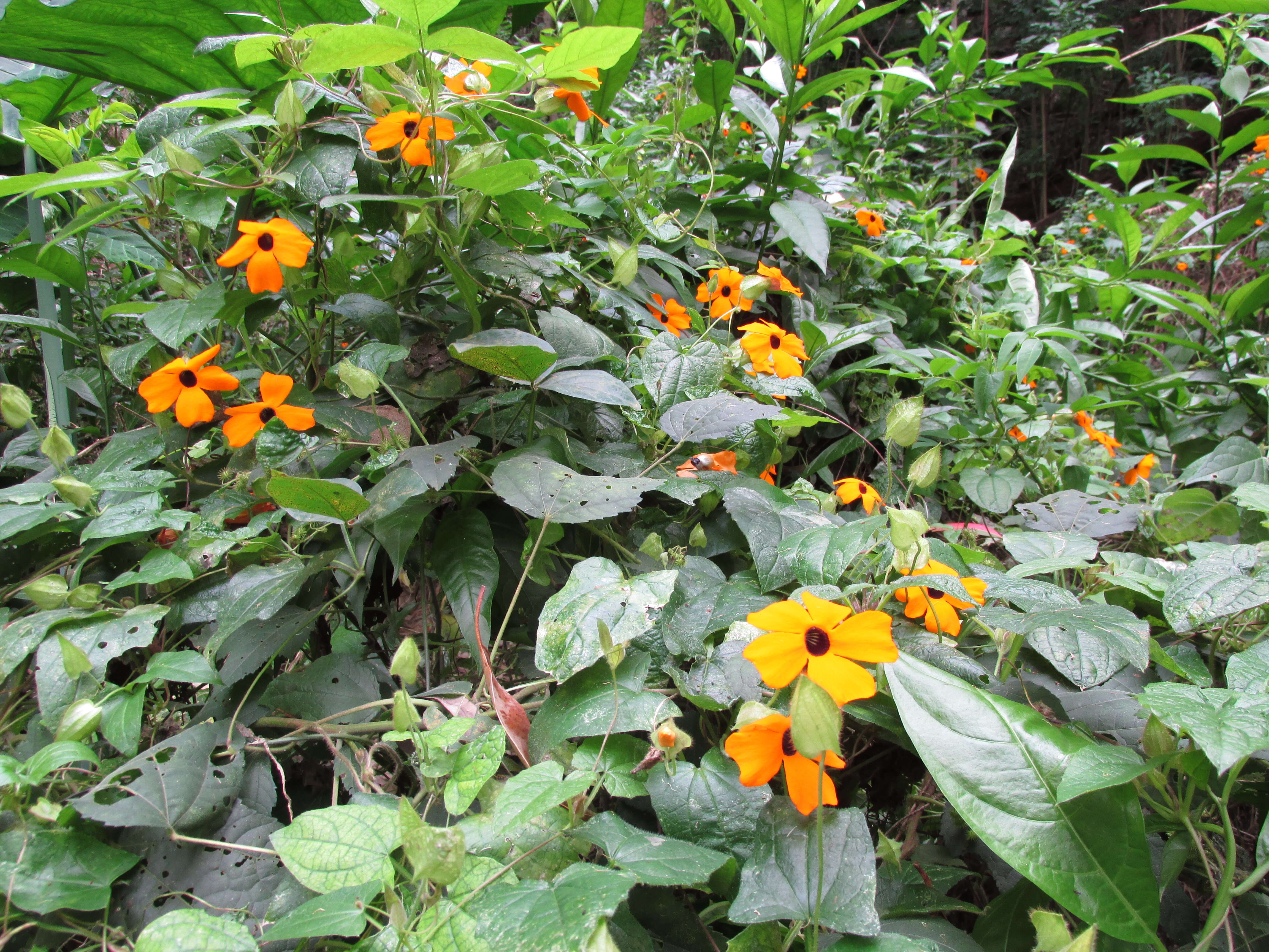 Image of blackeyed Susan vine