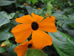 Image of blackeyed Susan vine