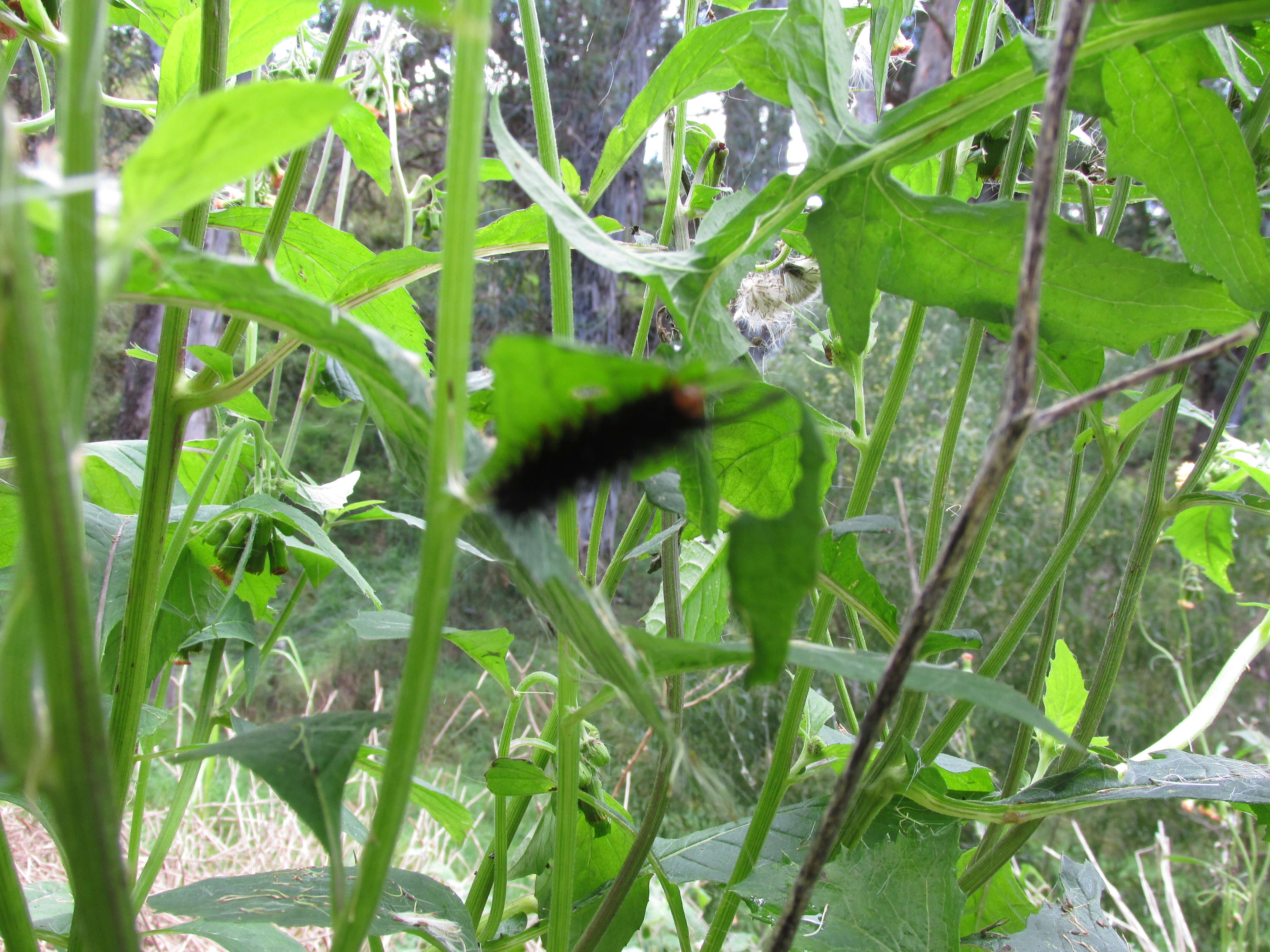 Image of ragleaf