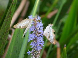 Image of White Peacock