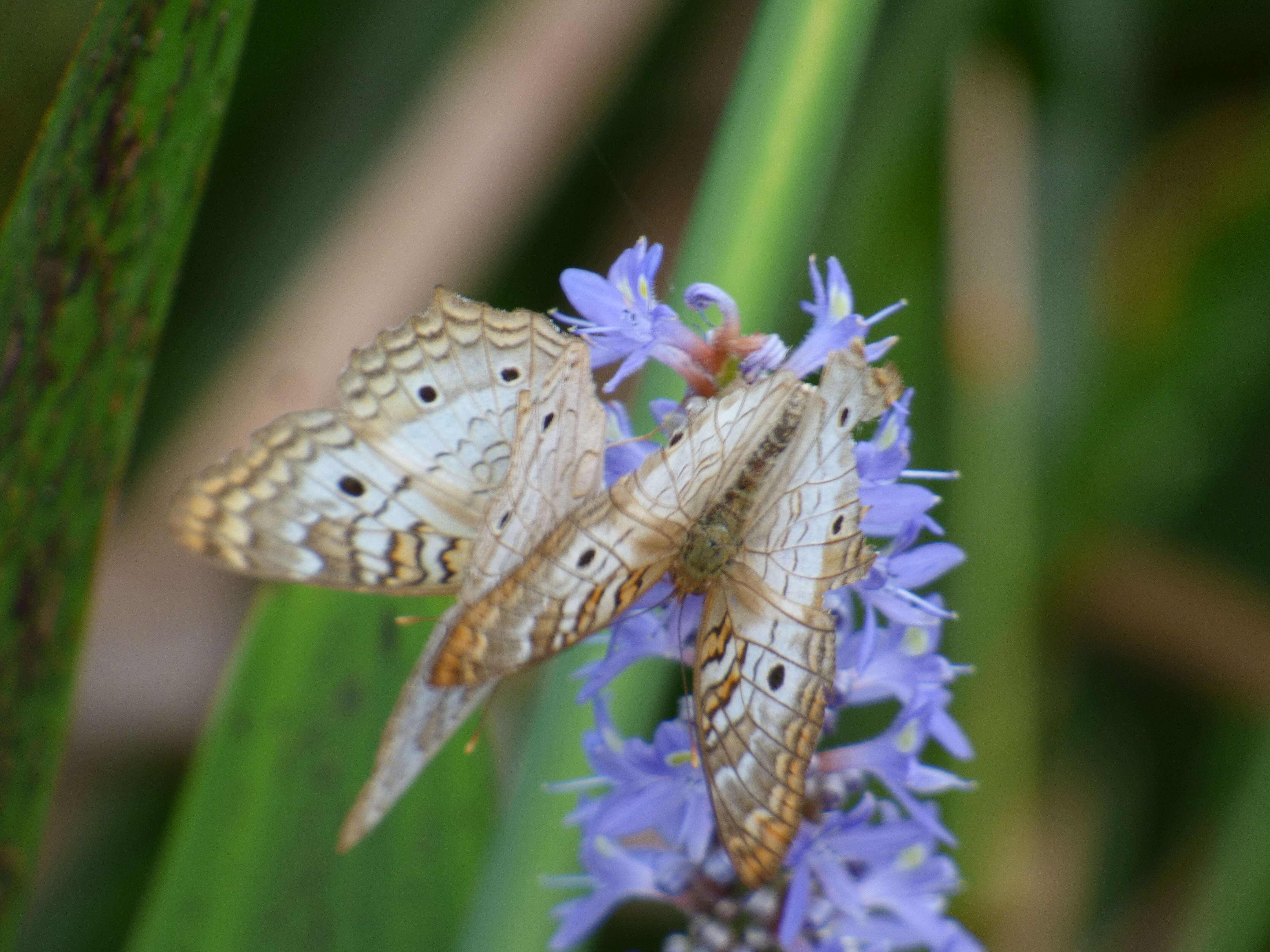 Image of White Peacock