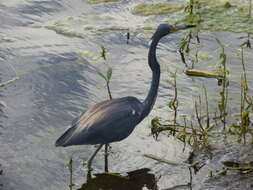 Image de Aigrette tricolore