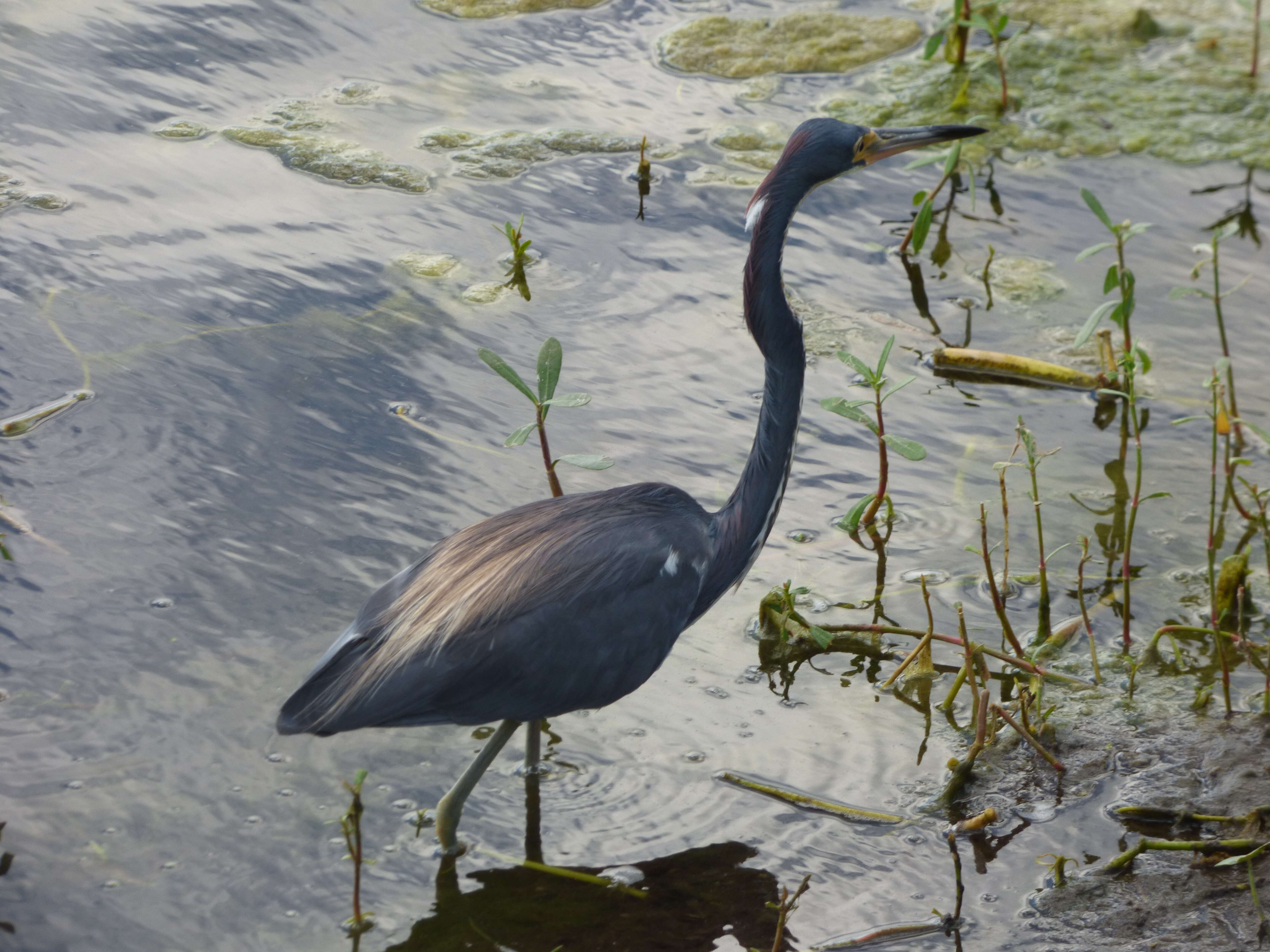 Image de Aigrette tricolore