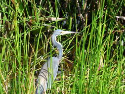 Image de Aigrette tricolore