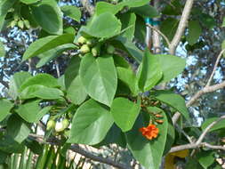 Image of largeleaf geigertree