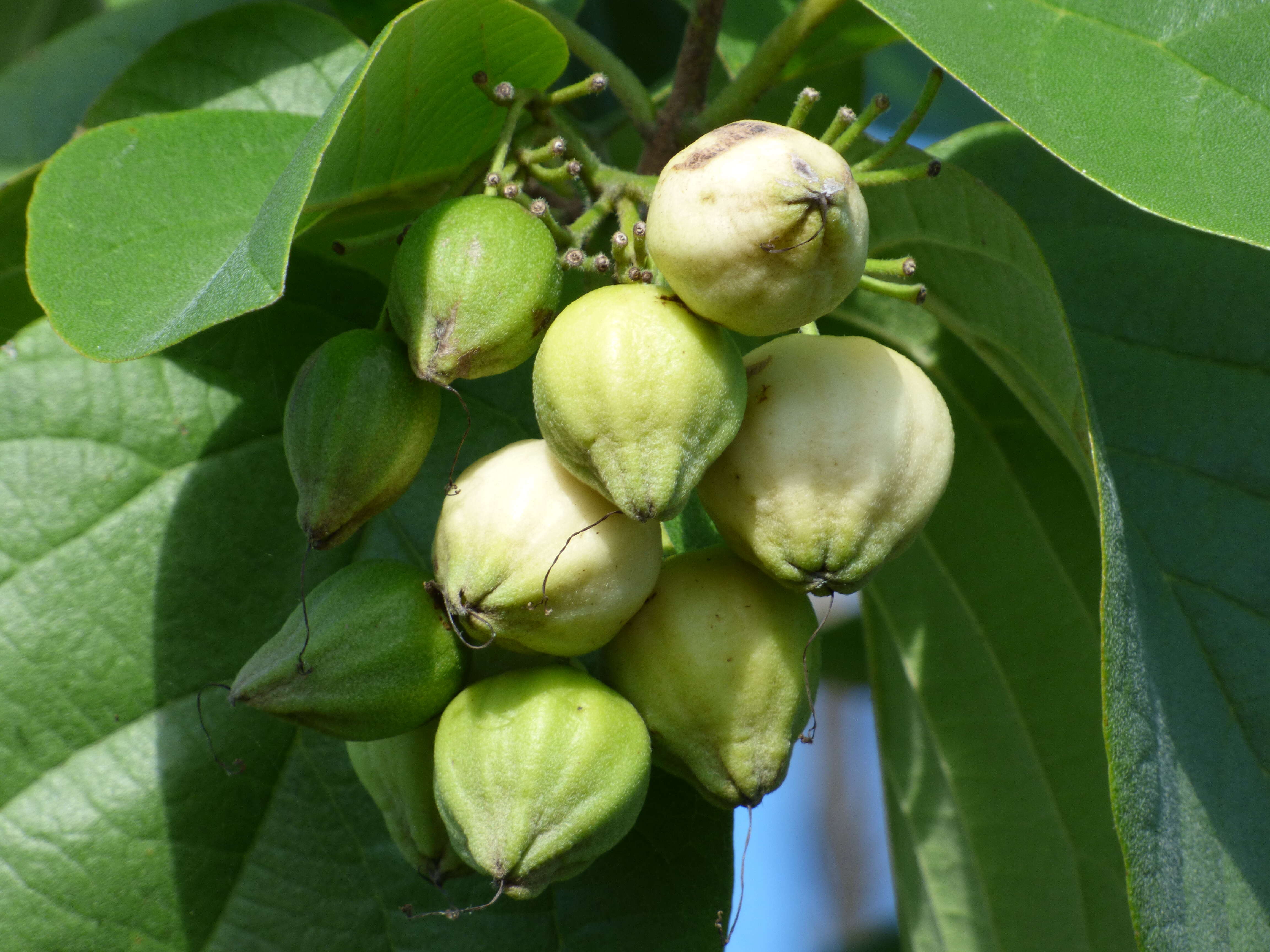 Image of largeleaf geigertree