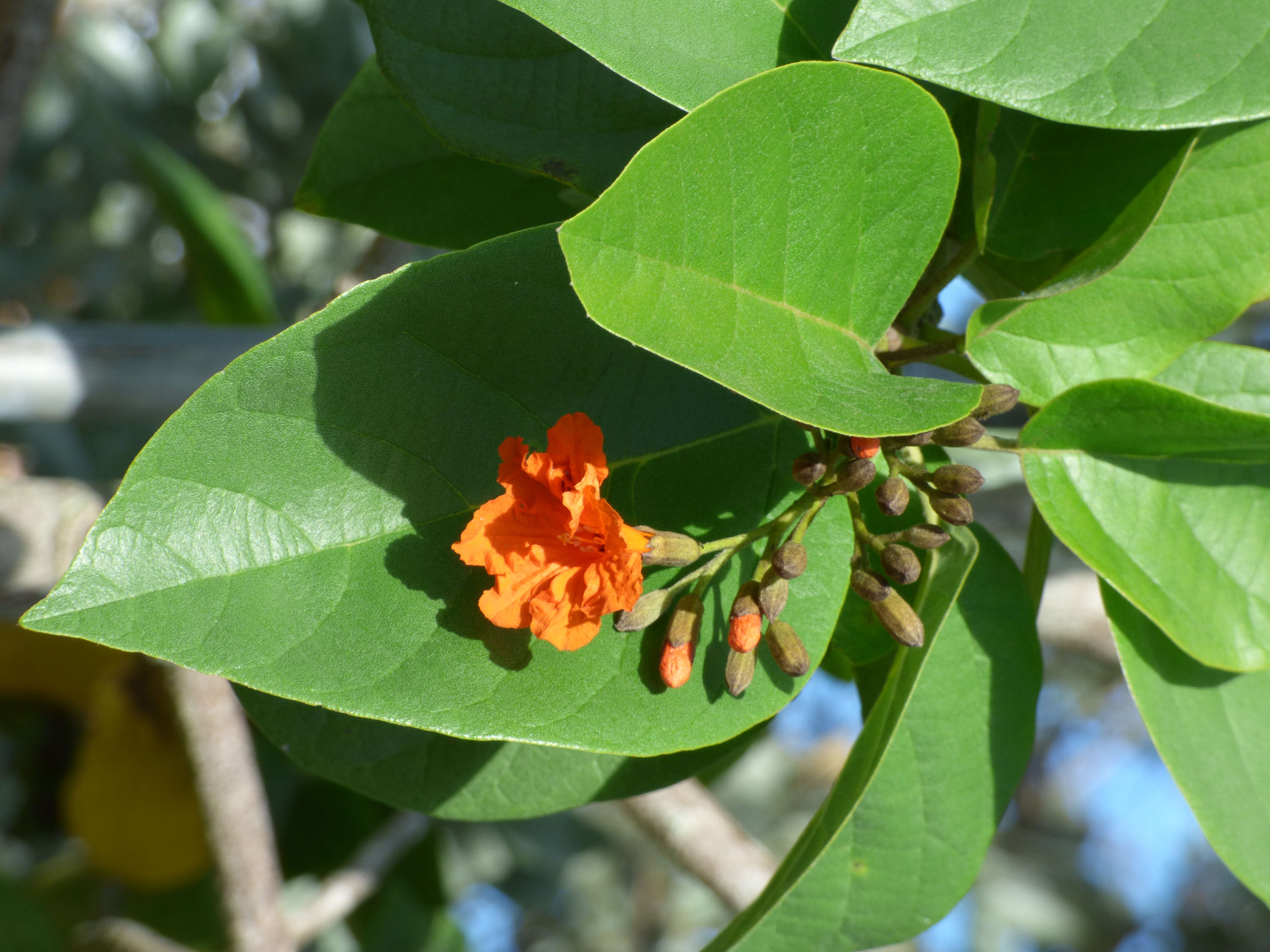 Image of largeleaf geigertree