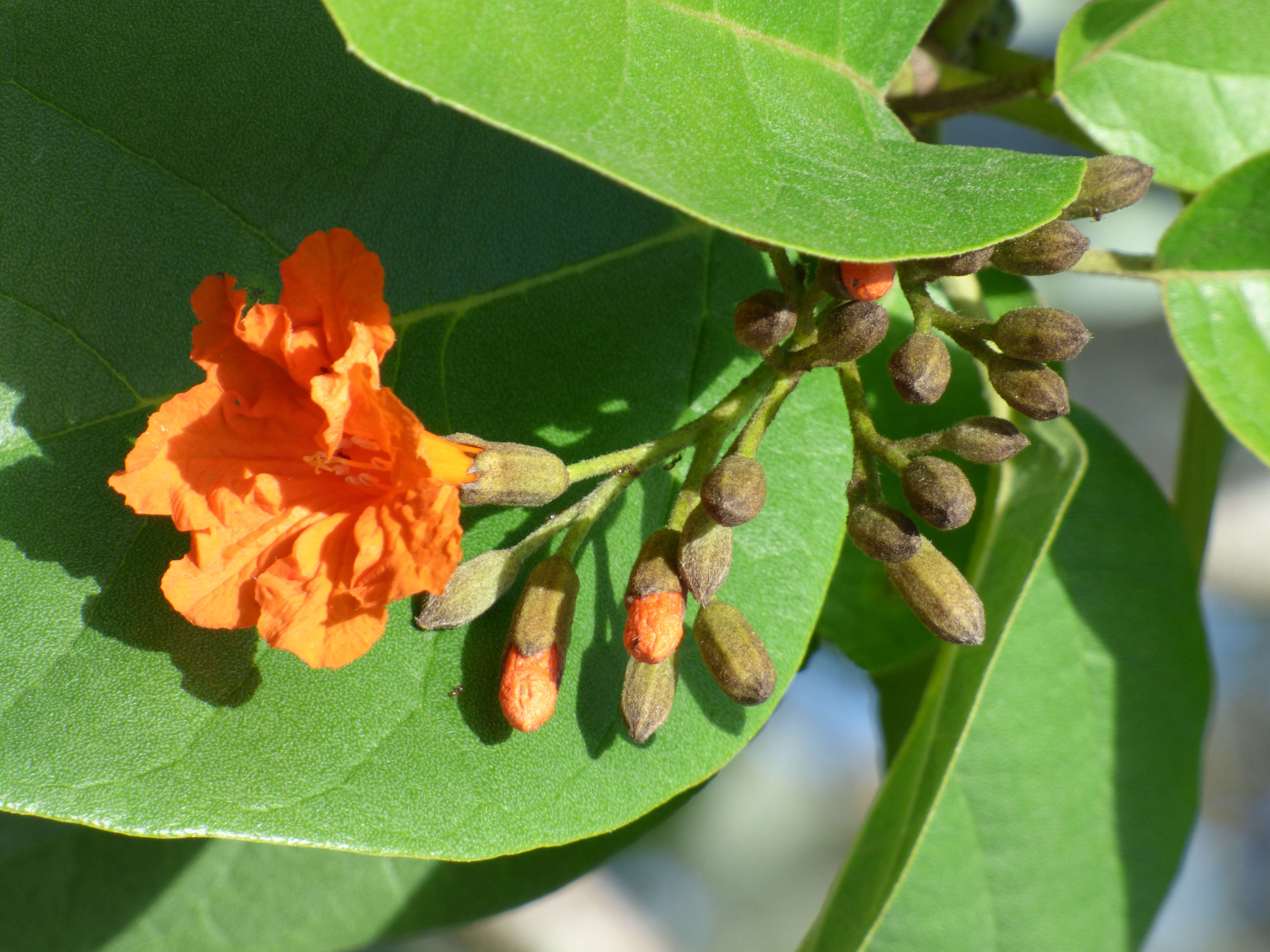 Слика од Cordia sebestena L.