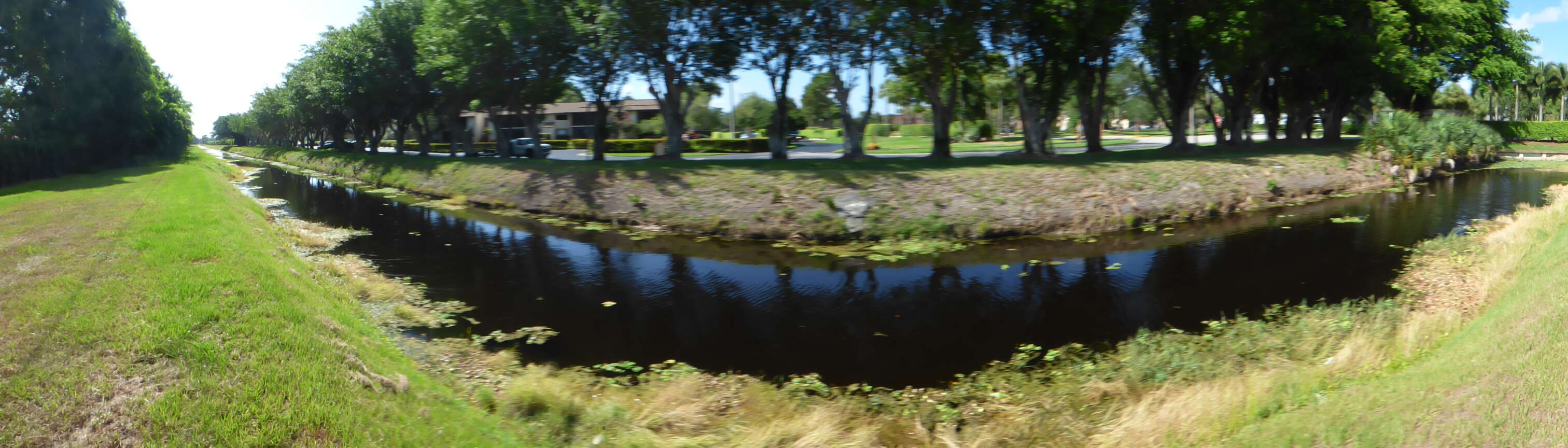 Image of pistia