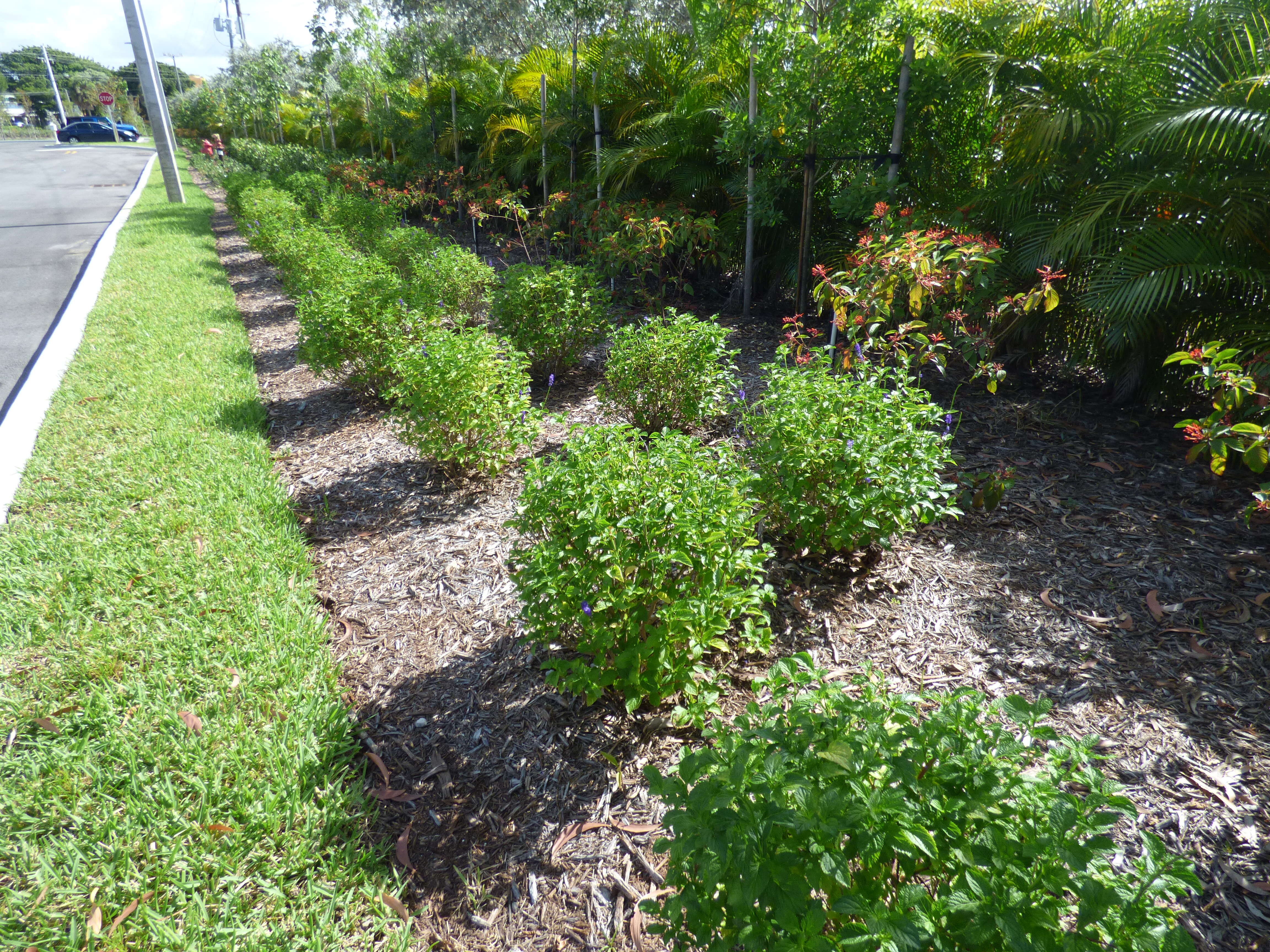 Image of cayenne porterweed