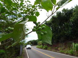 Imagem de Solanum torvum Swartz