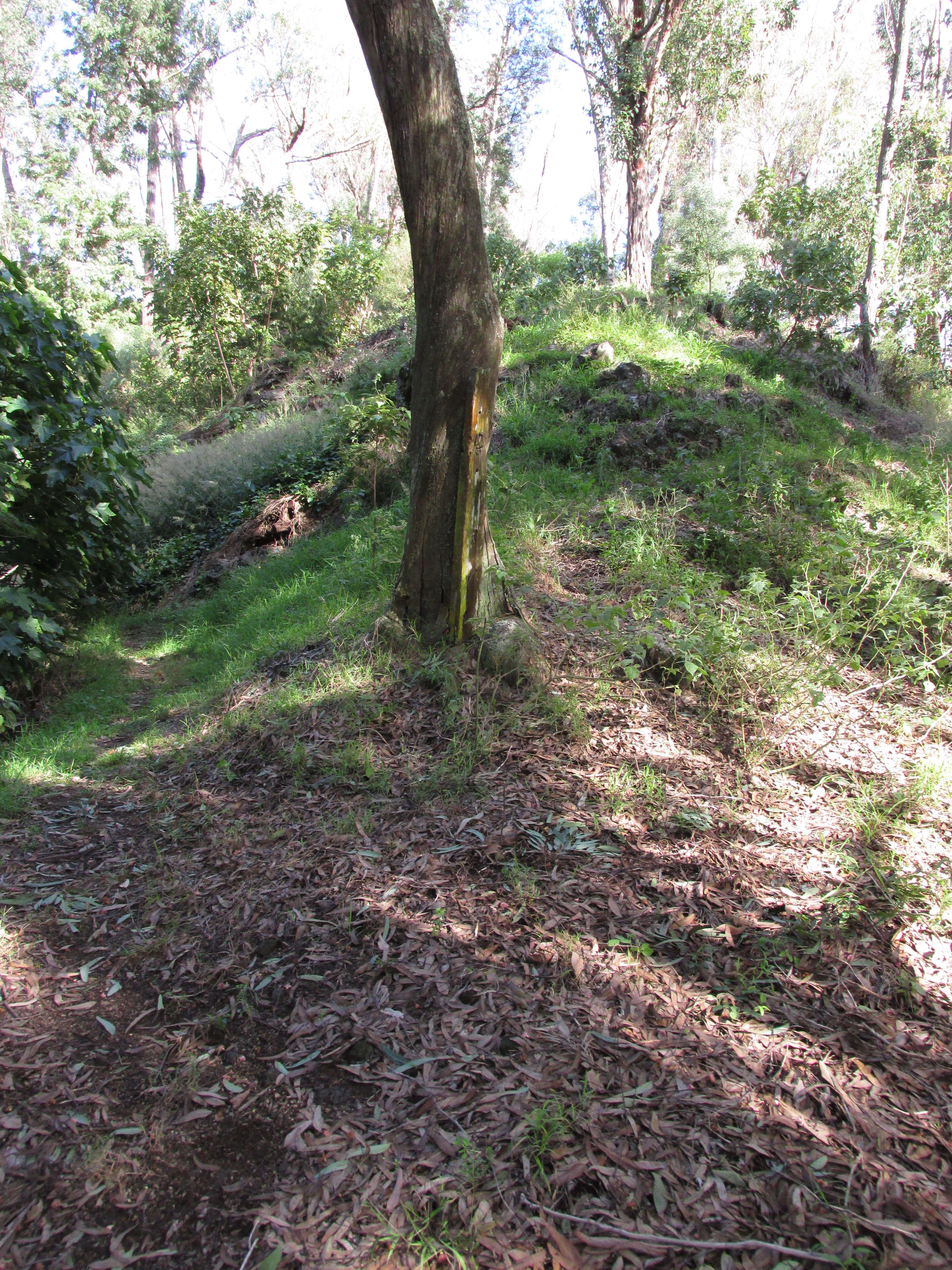 Eucalyptus sideroxylon A. Cunn. ex Woolls resmi