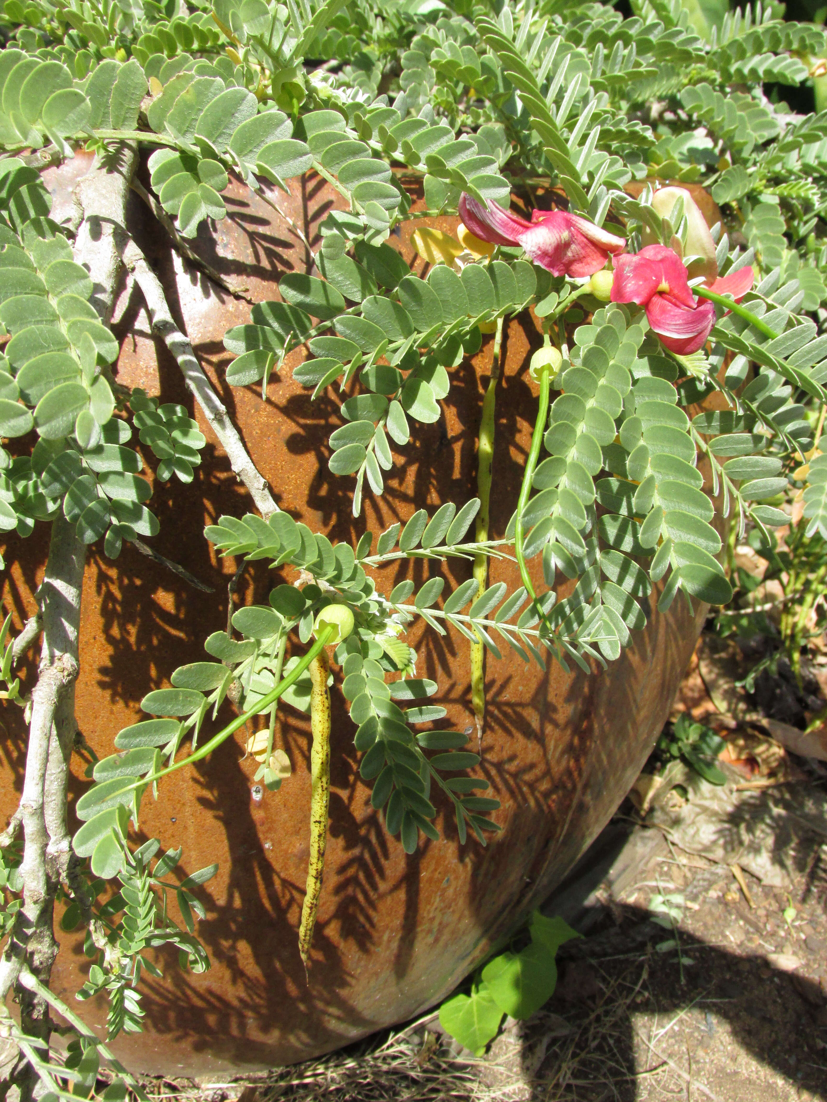 Image of Oahu riverhemp