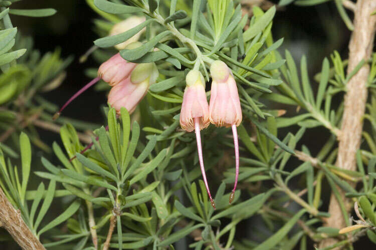 Homoranthus porteri (C. White) L. A. Craven & S. R. Jones的圖片