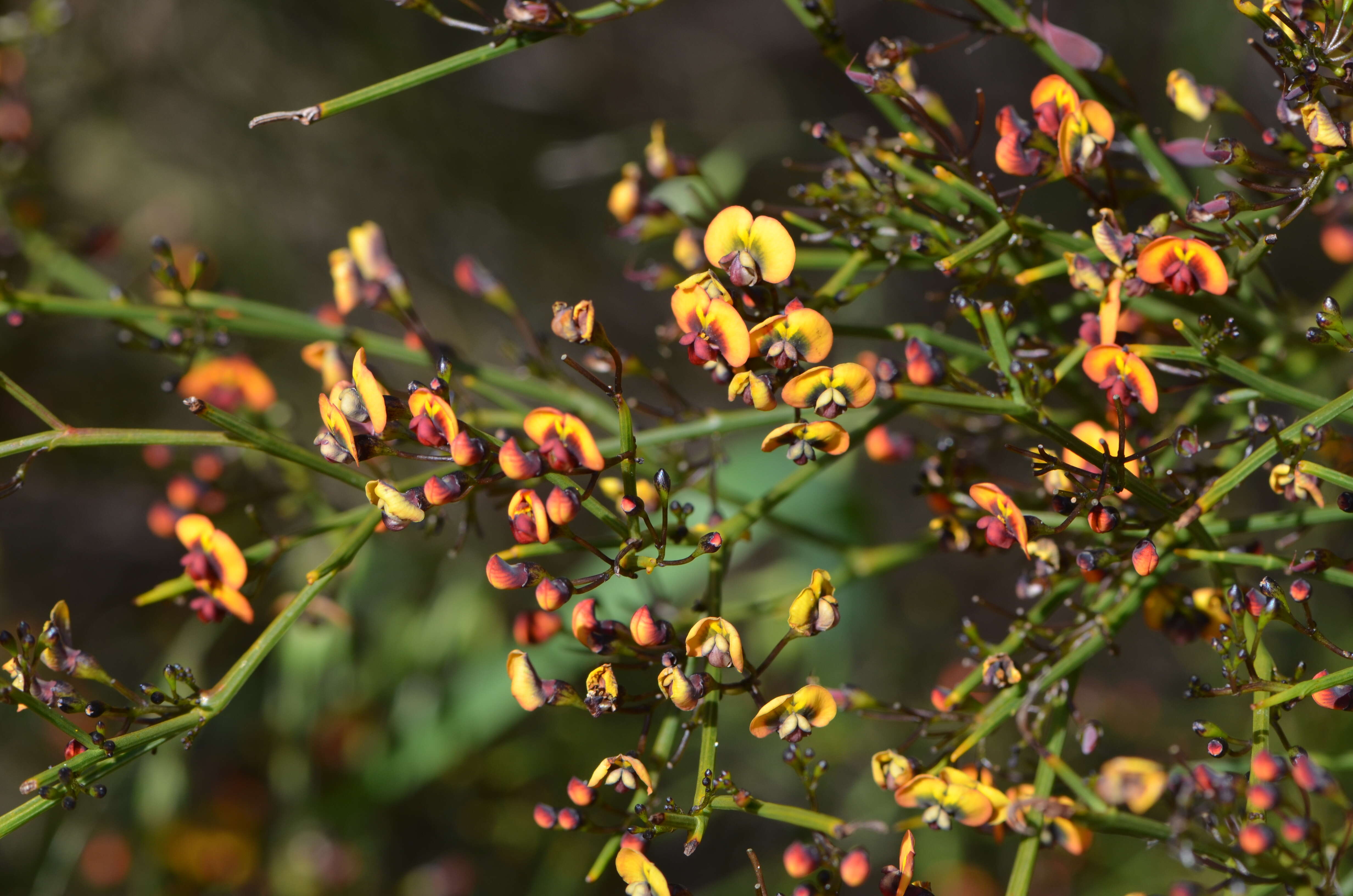 Imagem de Daviesia divaricata Benth.