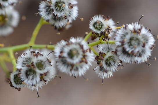 Image of Stirlingia latifolia (R. Br.) Steudel