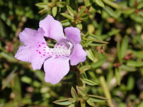 Image of Hemiandra pungens R. Br.