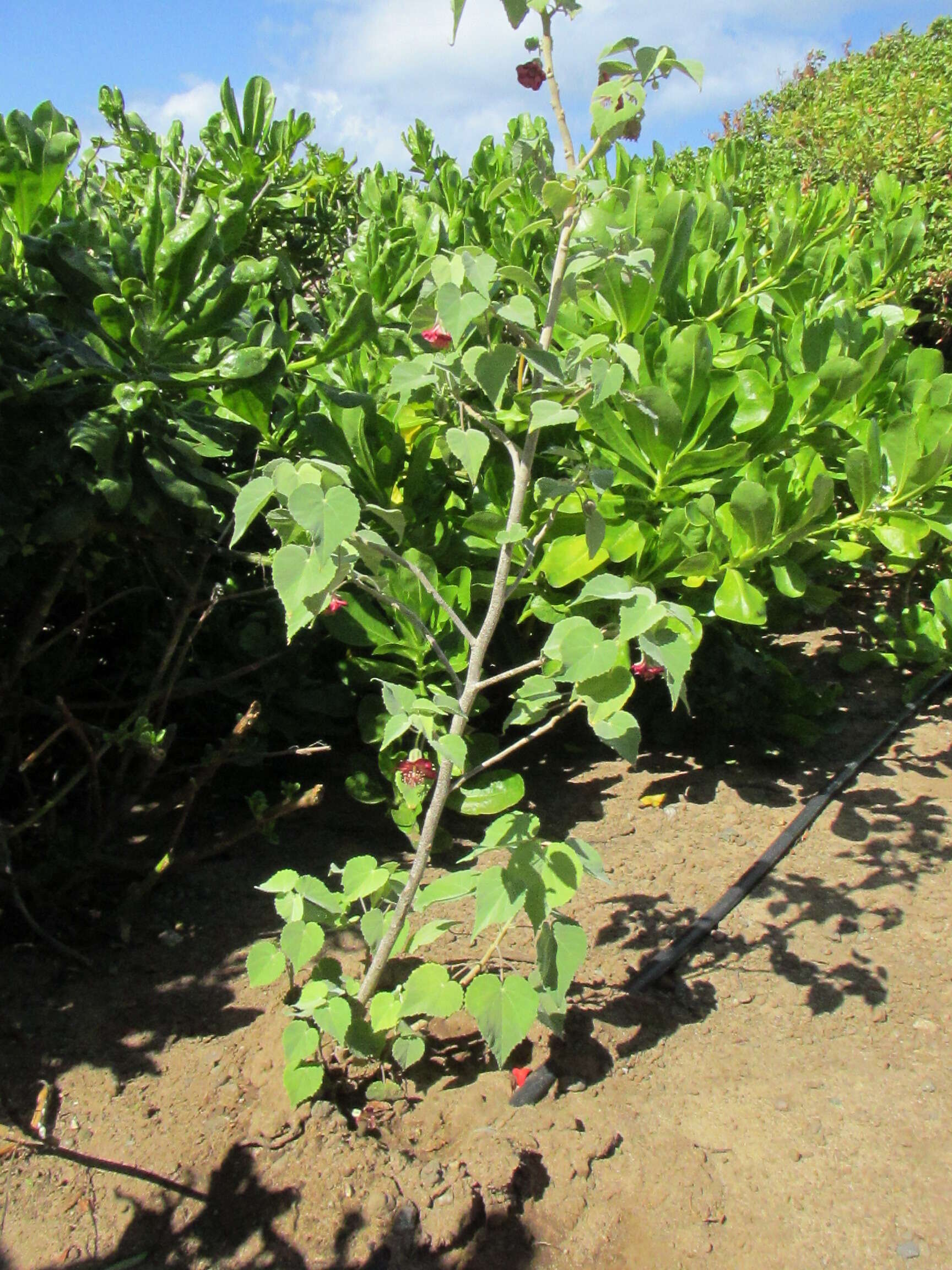 Imagem de Abutilon menziesii Seem.