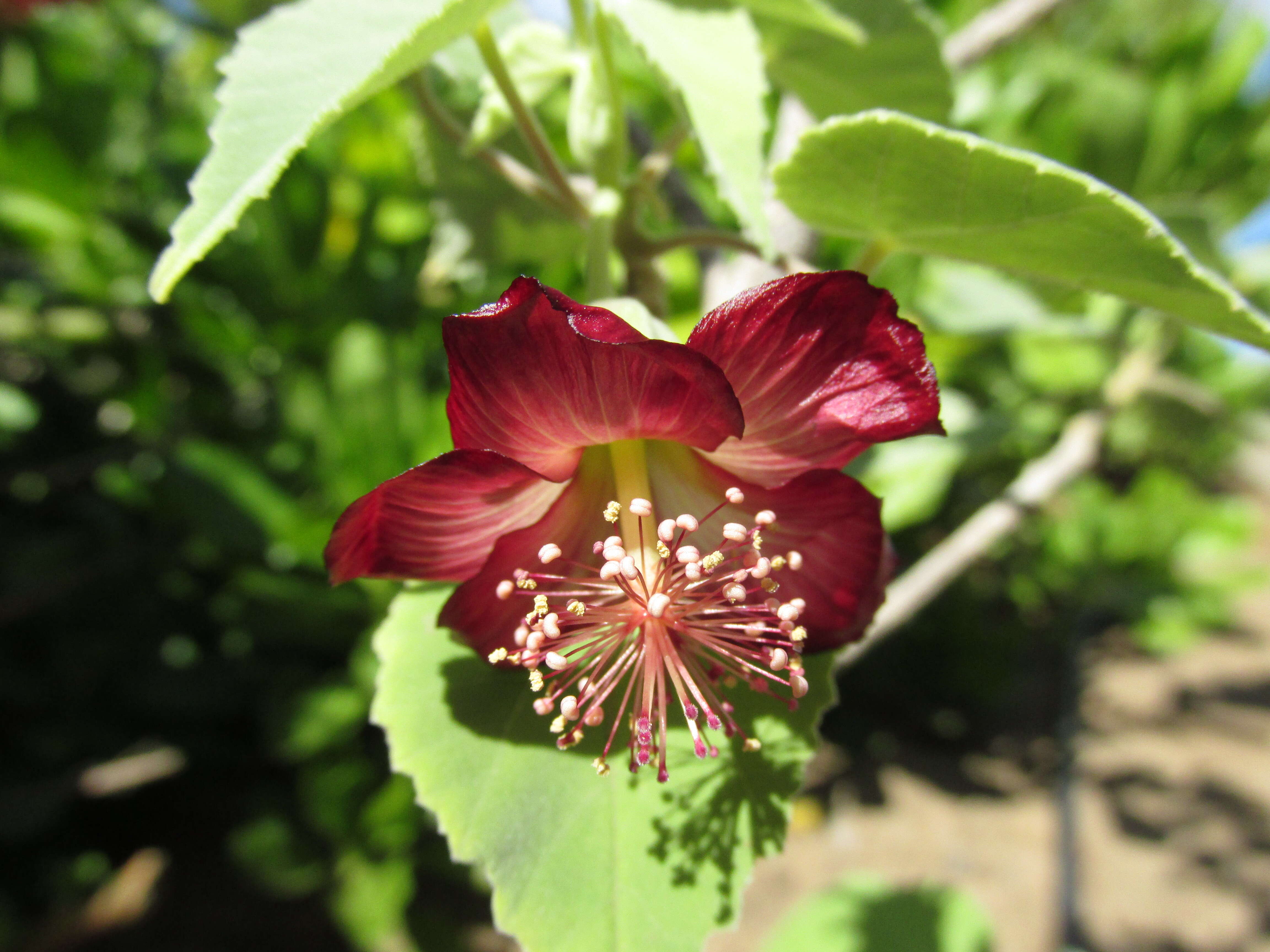 Imagem de Abutilon menziesii Seem.