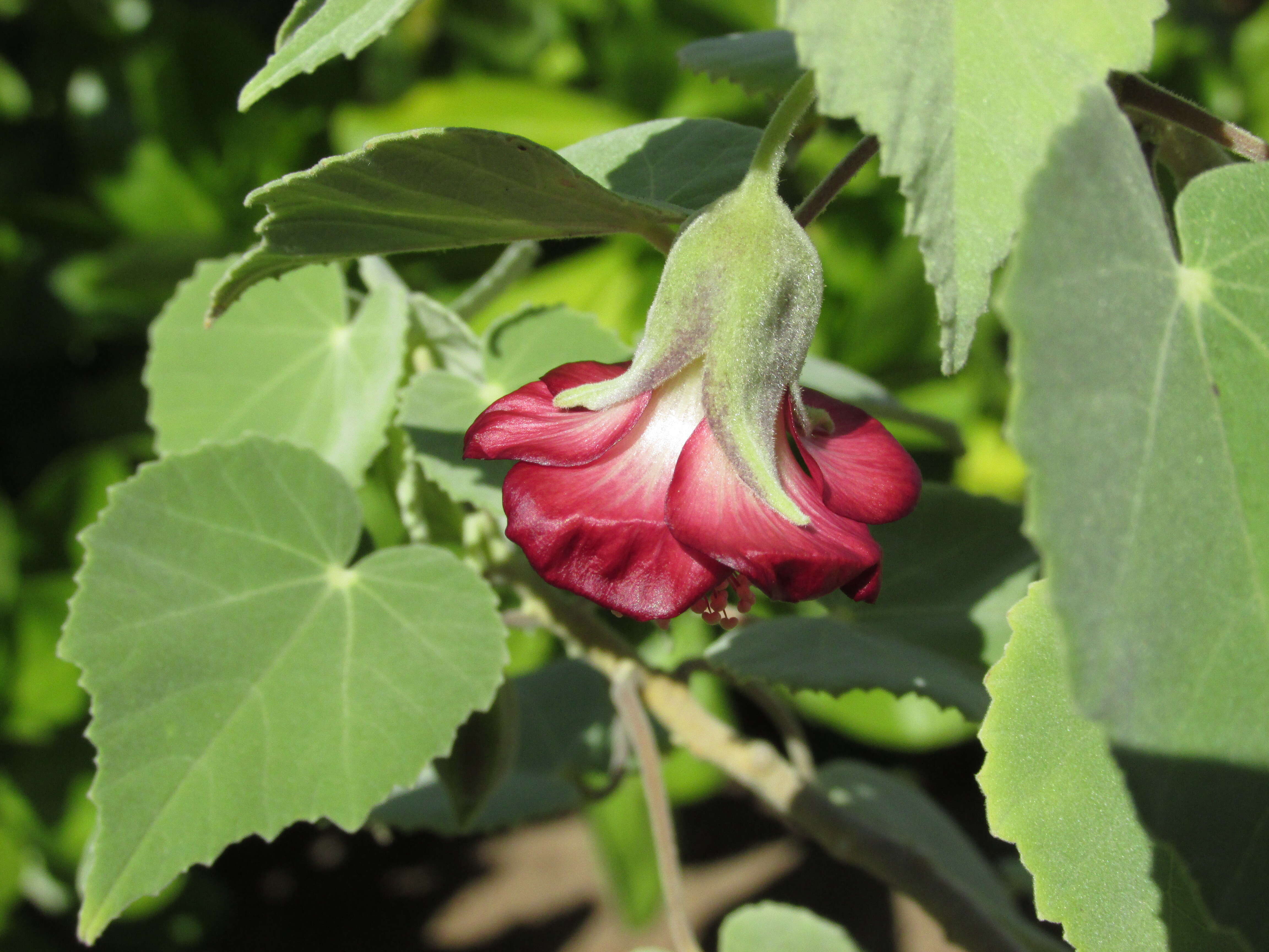 Imagem de Abutilon menziesii Seem.