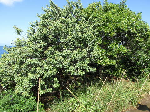 Image of coastal sandalwood