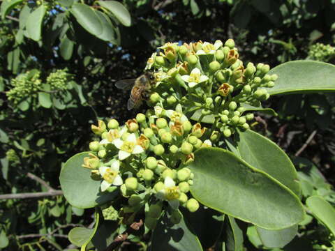 Image of coastal sandalwood