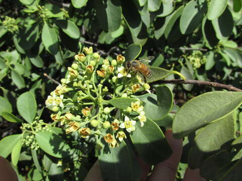 Image of coastal sandalwood