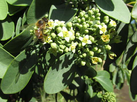 Image of coastal sandalwood