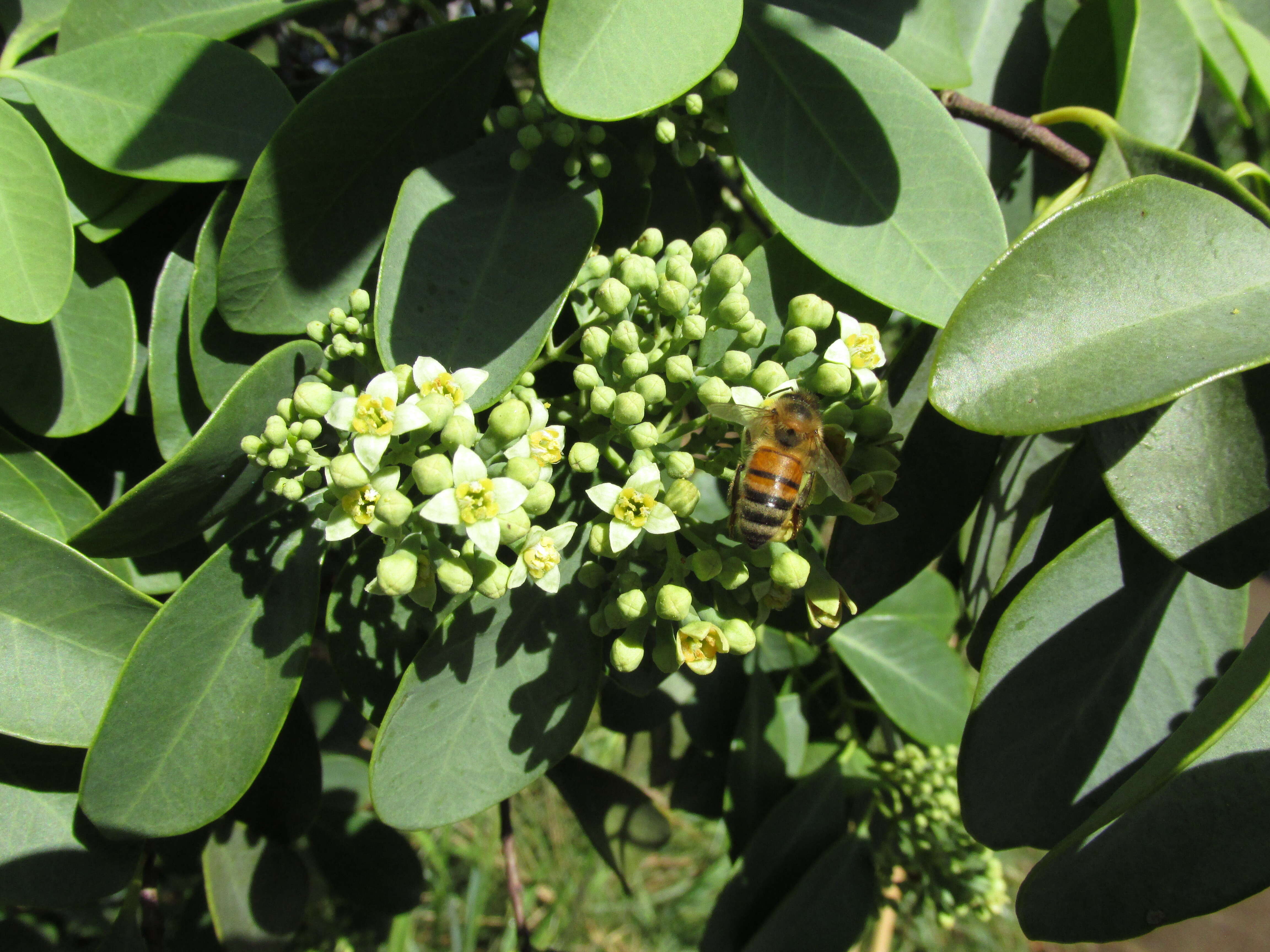 Image of coastal sandalwood