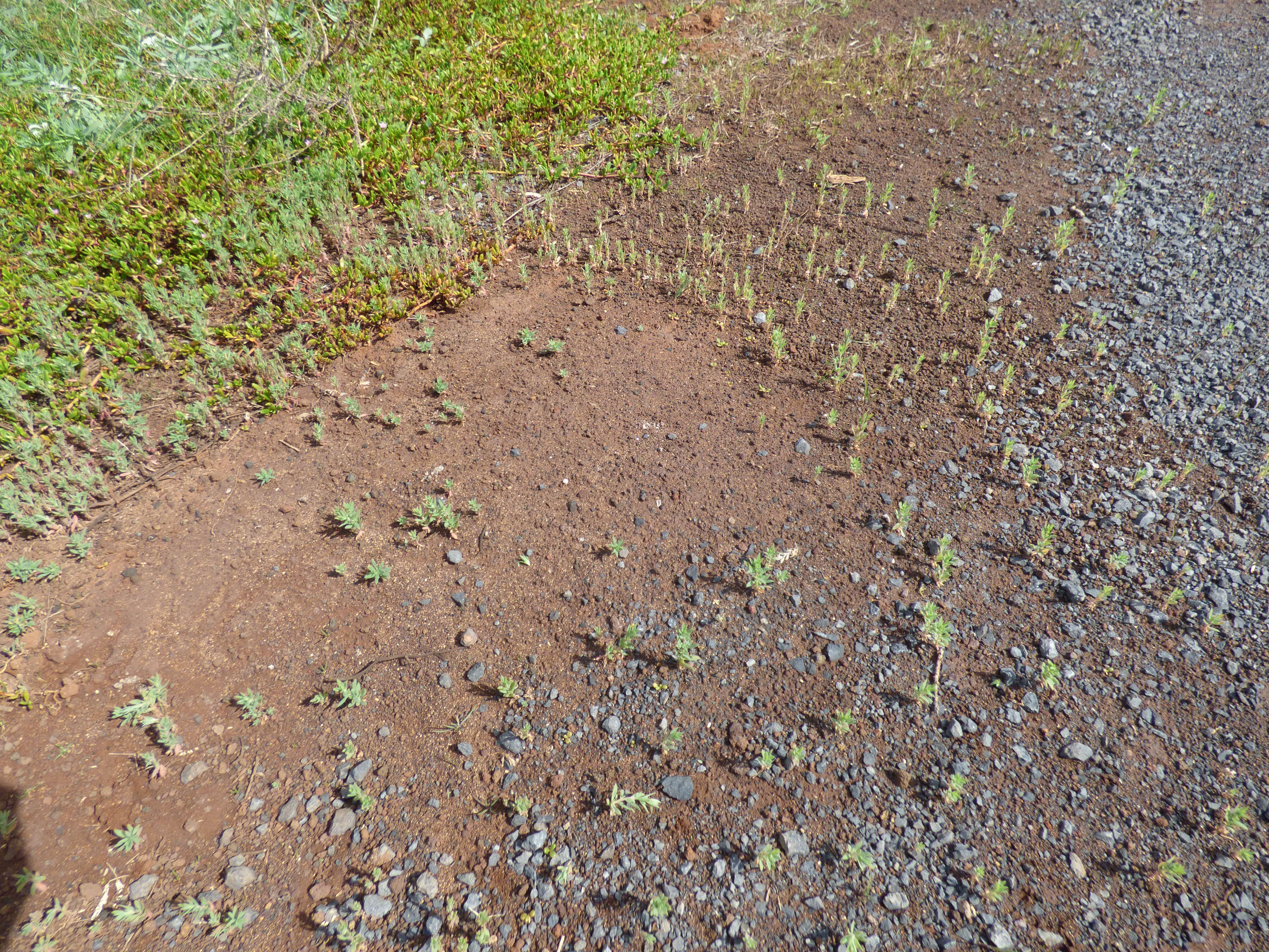 Image of Fivehorn Smotherweed