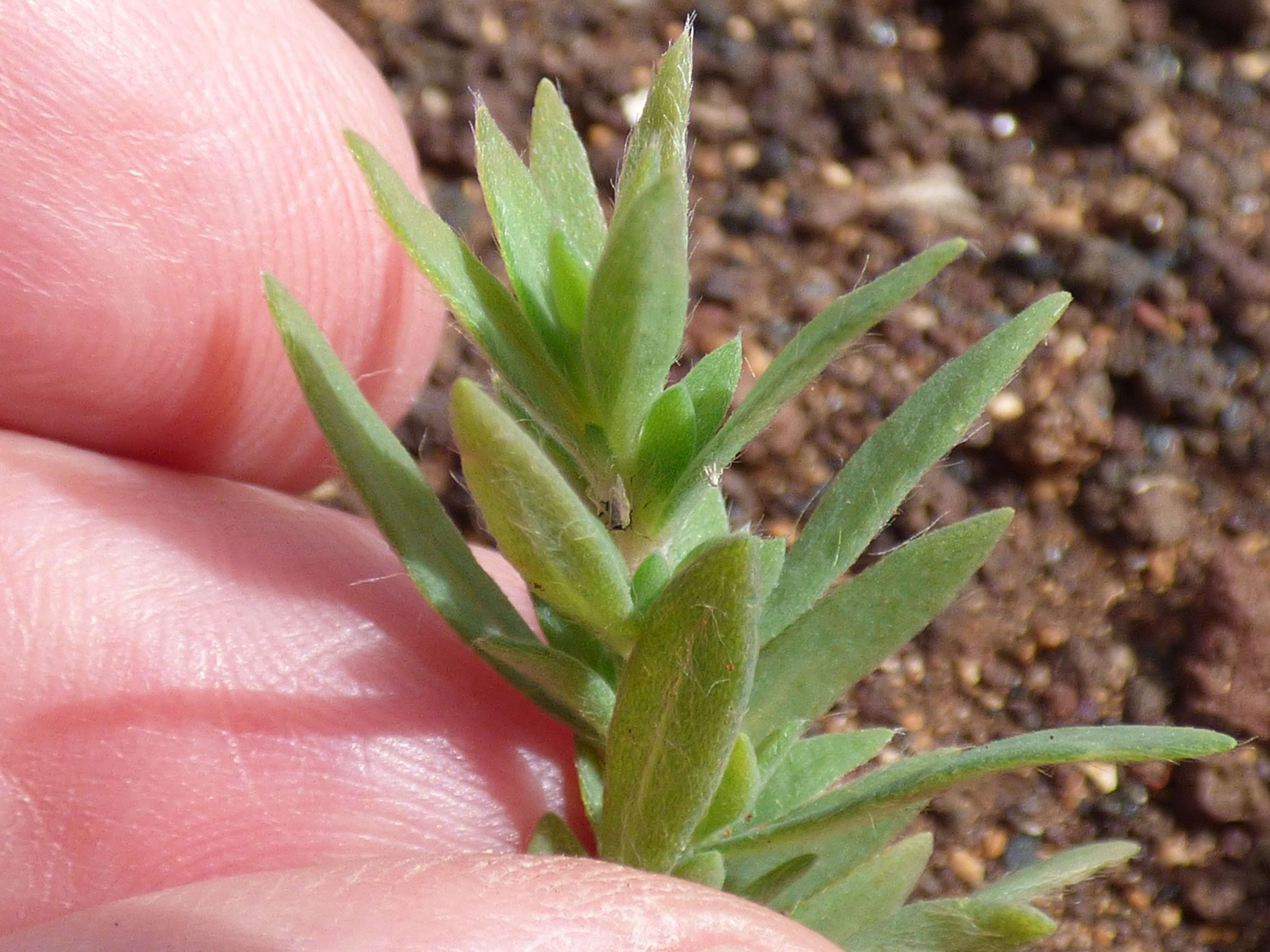 Image of Fivehorn Smotherweed