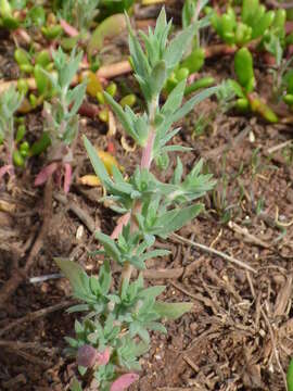 Image of Fivehorn Smotherweed