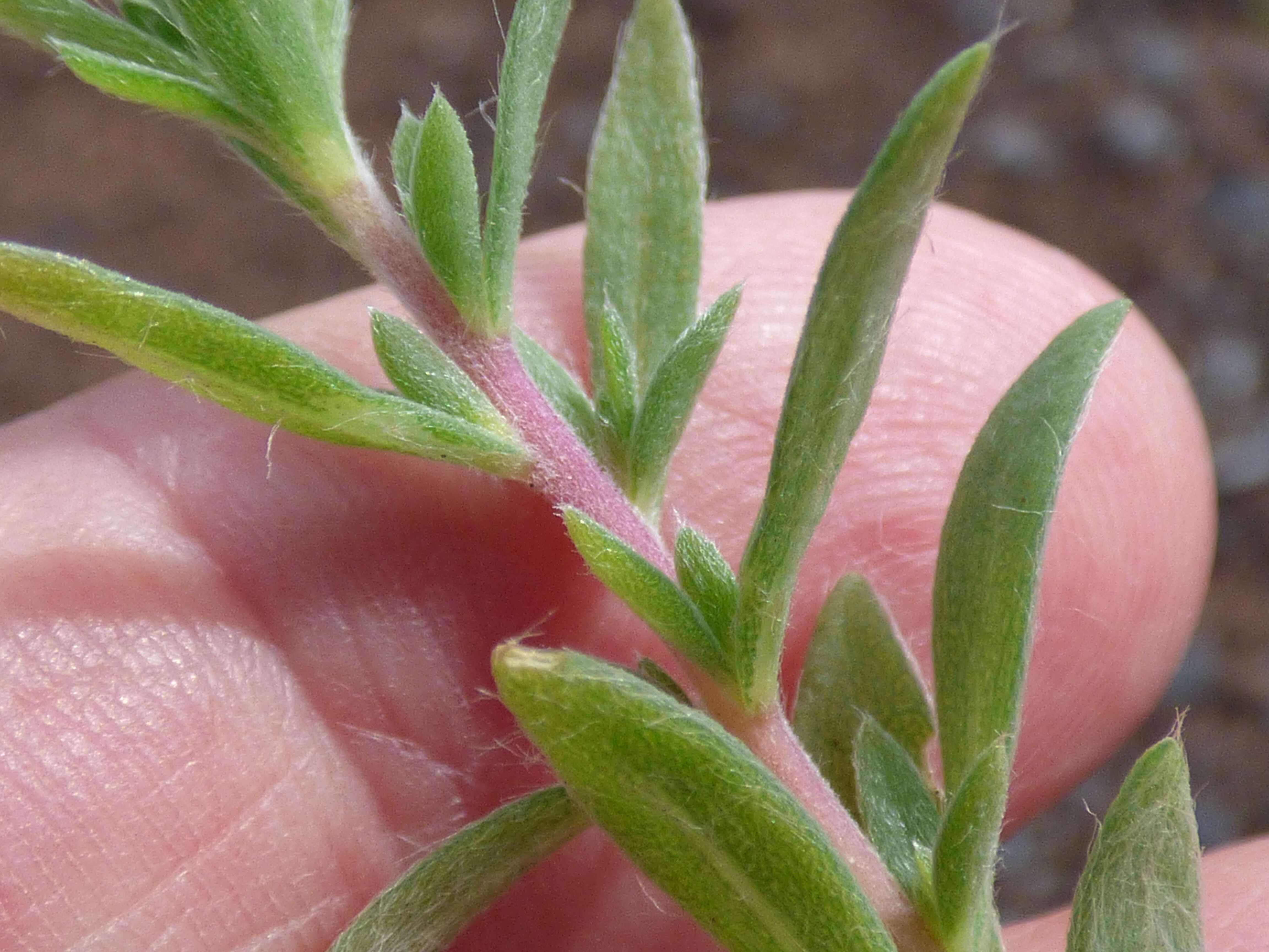 Image of Fivehorn Smotherweed