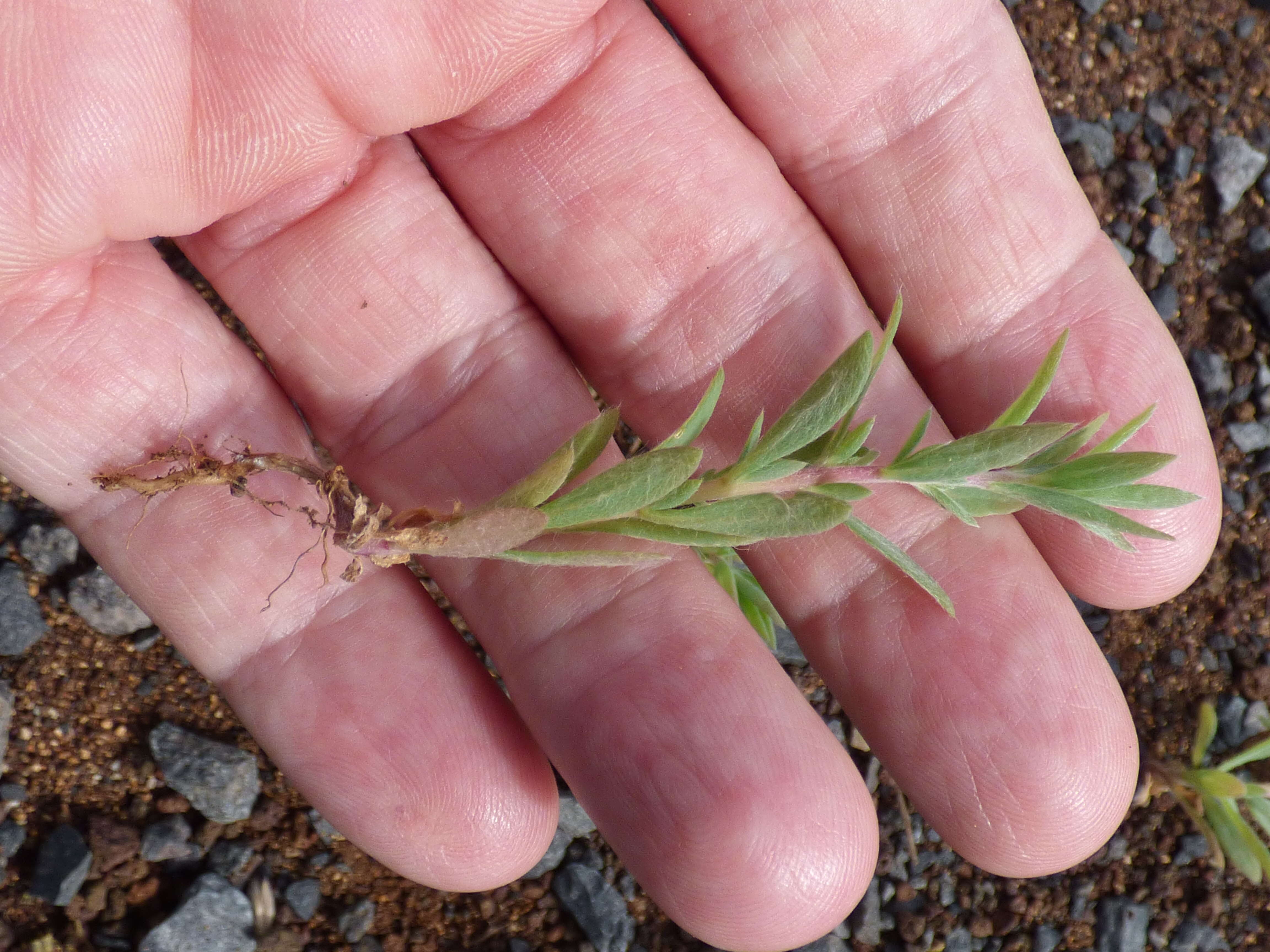 Image de Bassia hyssopifolia (Pall.) O. Kuntze