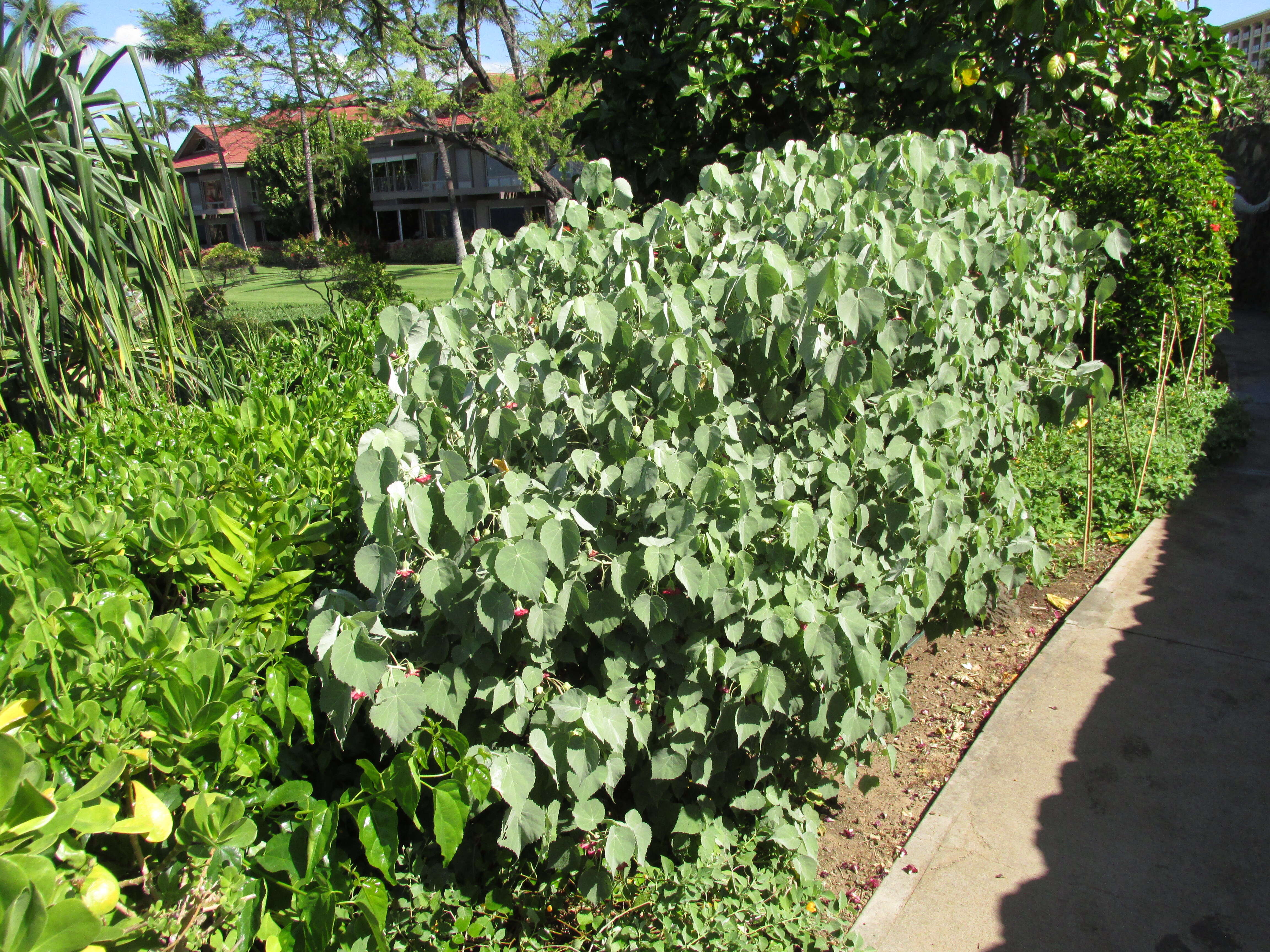 Imagem de Abutilon menziesii Seem.