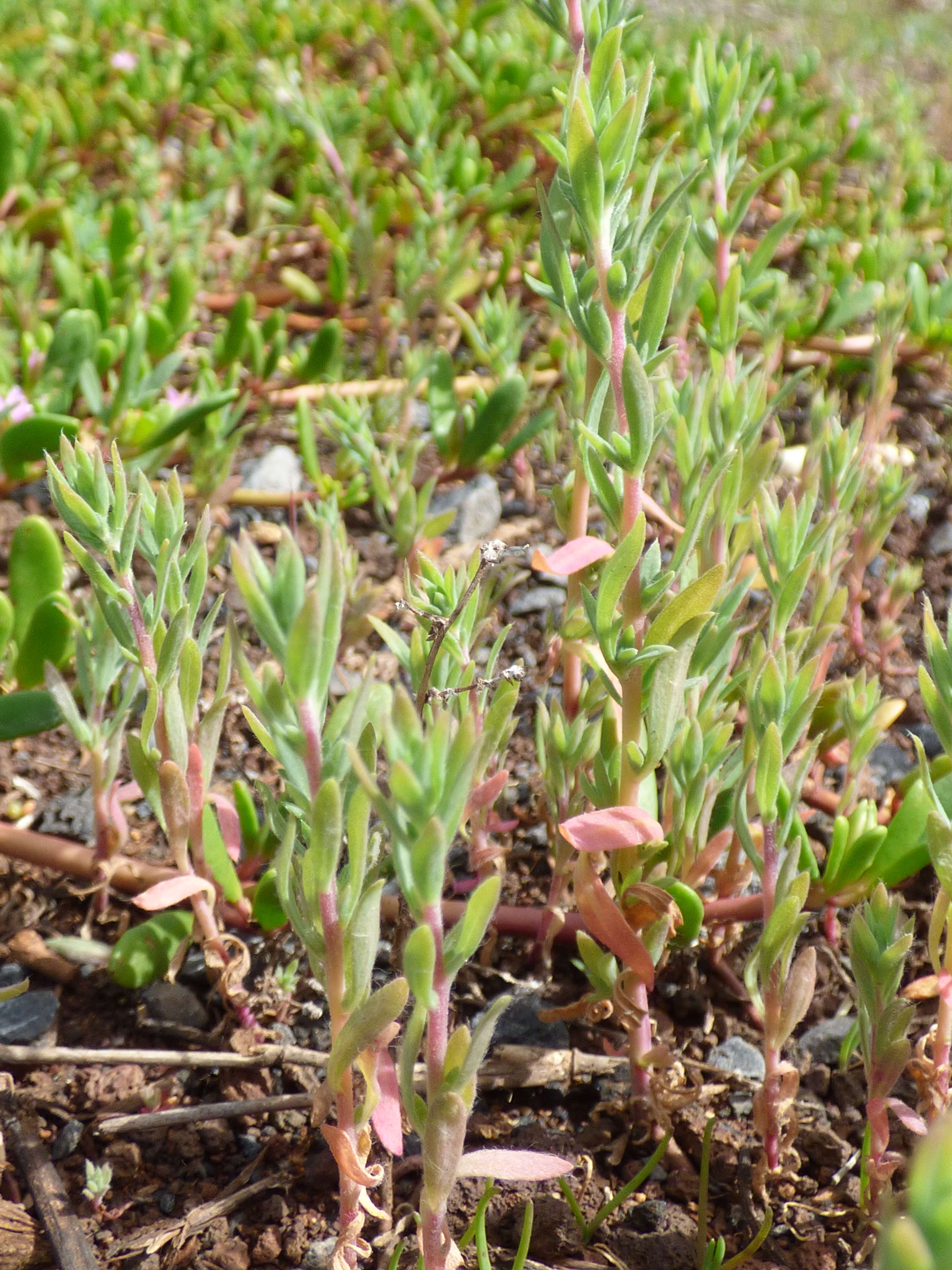 Image of Fivehorn Smotherweed