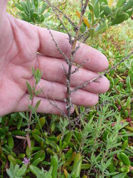 Image of Fivehorn Smotherweed