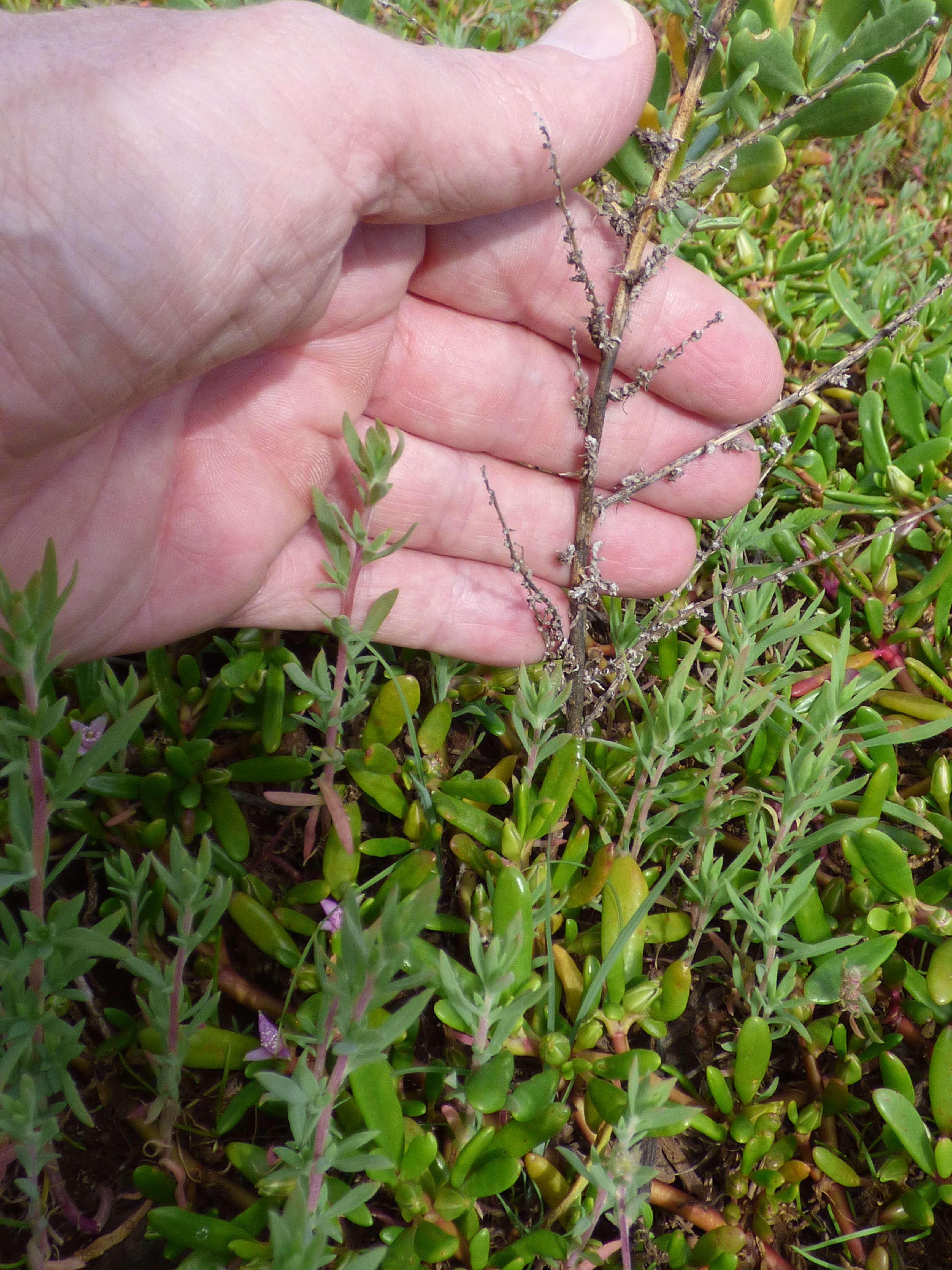 Image of Fivehorn Smotherweed