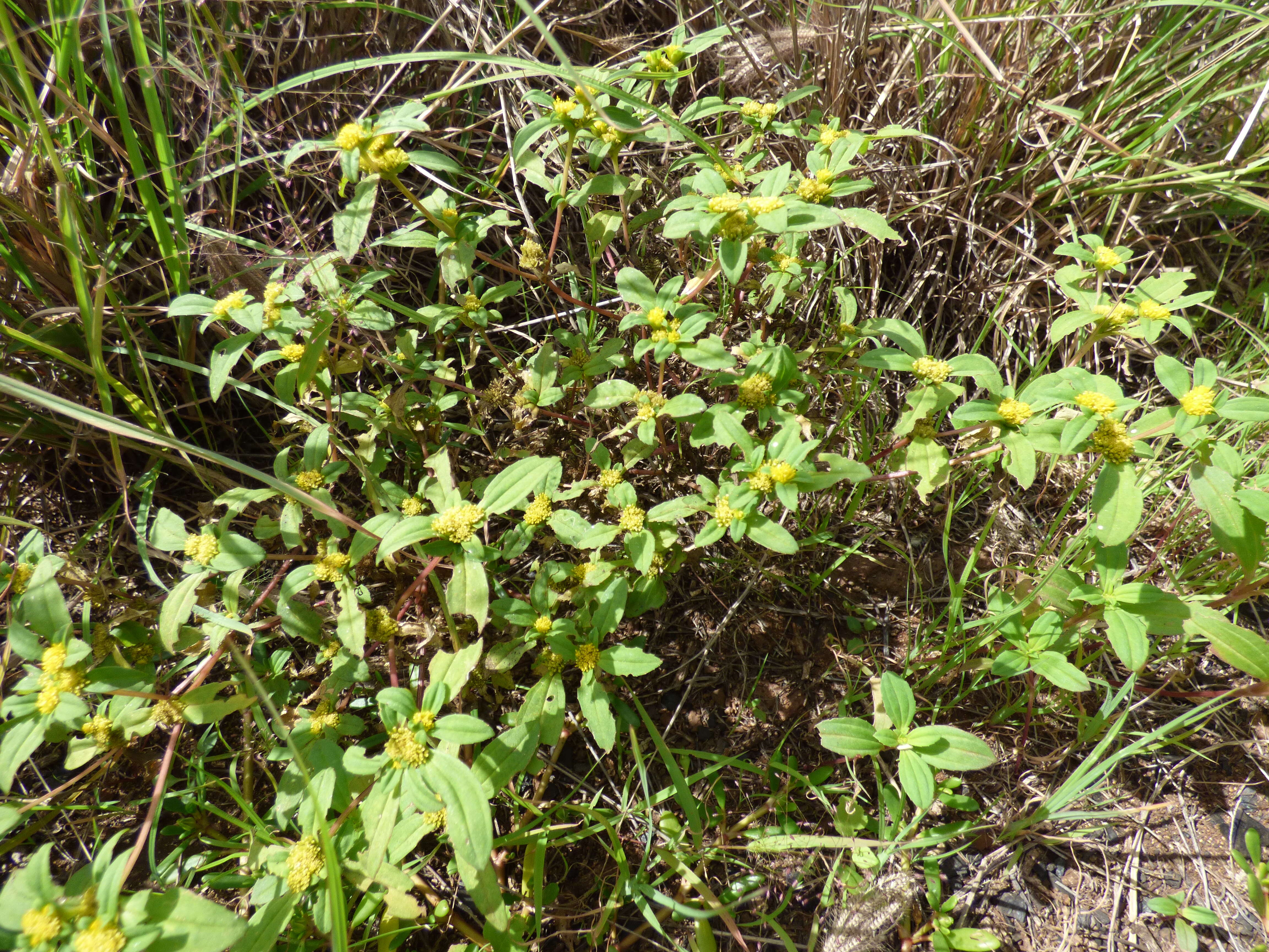 Image of clustered yellowtops