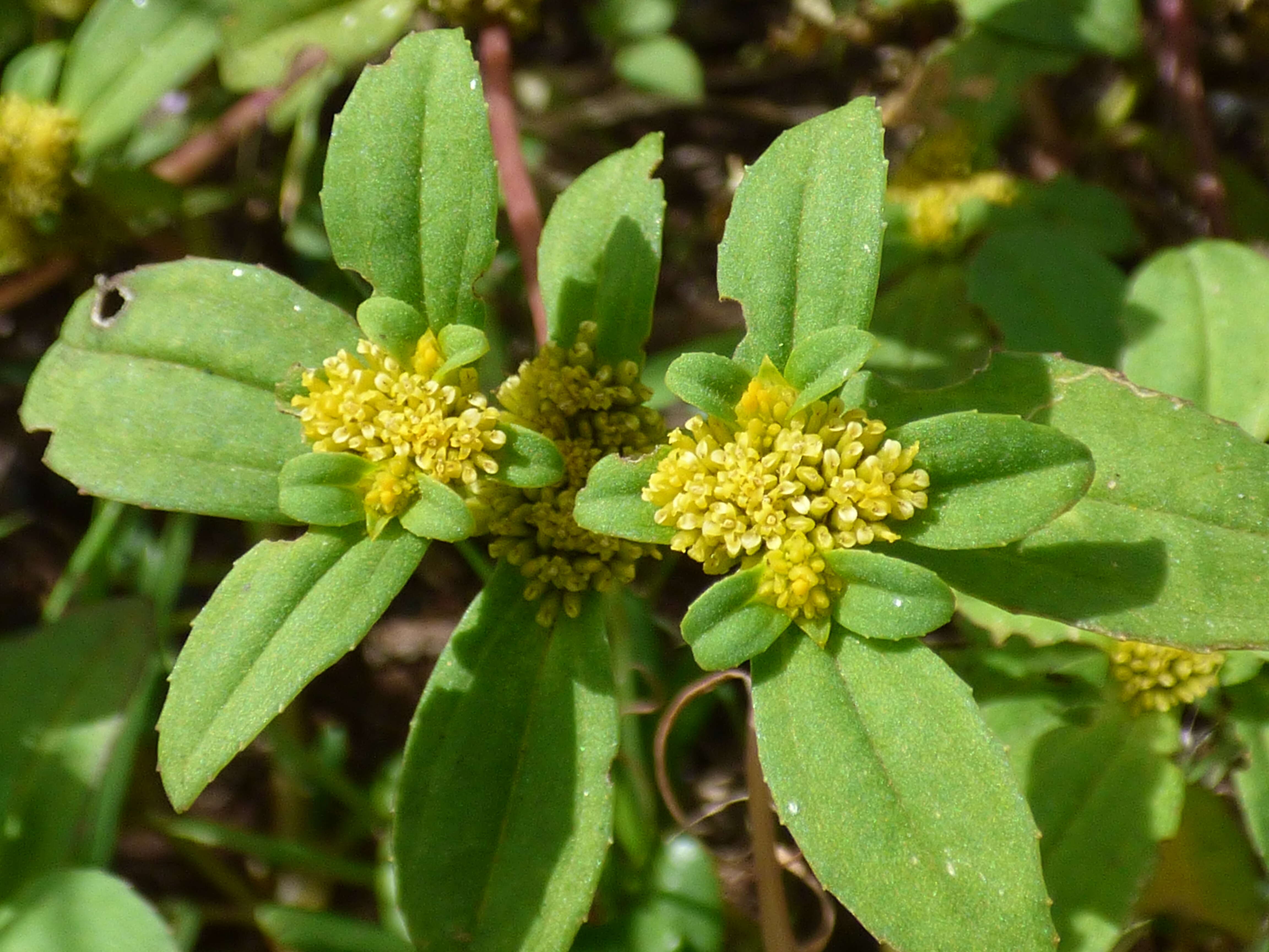 Image of clustered yellowtops