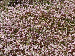 Imagem de Persicaria capitata (Buch.-Ham. ex D. Don) H. Gross