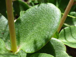 Image of Cape Province pygmyweed