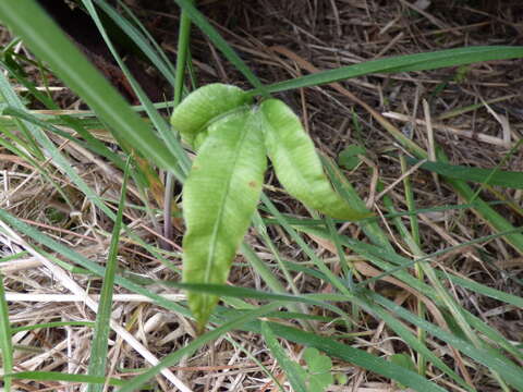 Imagem de Pteris cretica L.