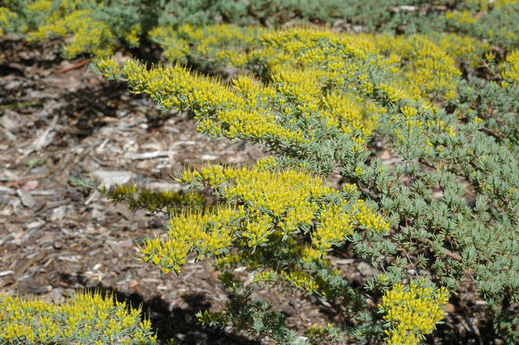 Image of Homoranthus prolixus L. A. Craven & S. R. Jones